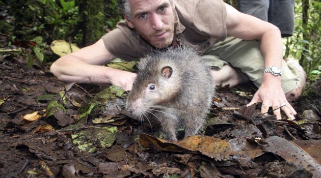 New species of giant rat discovered in crater of volcano in Papua New Guinea