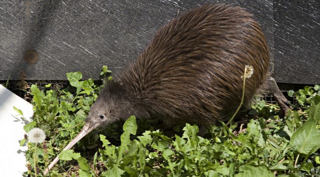 New Zealand Embassy donates kiwi pair to National Zoo Breeding Science Center