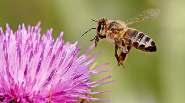 Honeybee landing on milkthistle