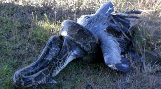 Invasive Burmese pythons are taking a toll on Florida's native birds