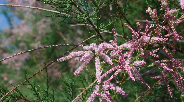 Is ecology biased against non-native species?