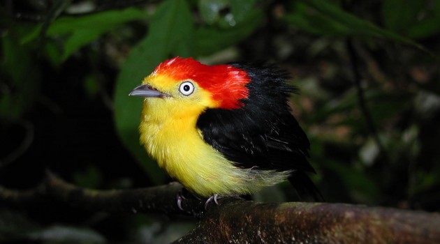Manakins, birds of tropical forests, form alliances for common good
