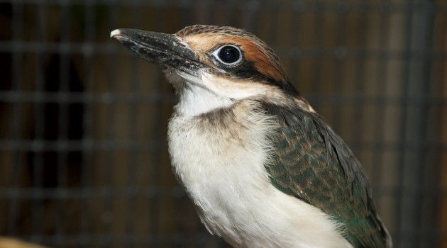 Zoo celebrates birth of two Micronesian kingfishers, a species extinct in the wild