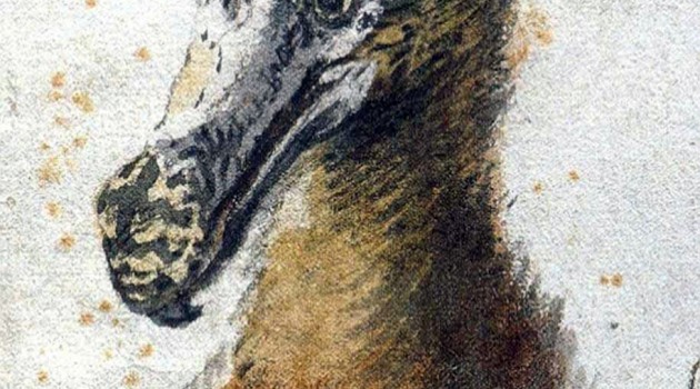 Image right: Painting of a dodo head by Cornelis Saftleven. Done in 1638,  this painting may be one of the last illustrations made of a live dodo. (Image from Boijmans Museum, Rotterdam)