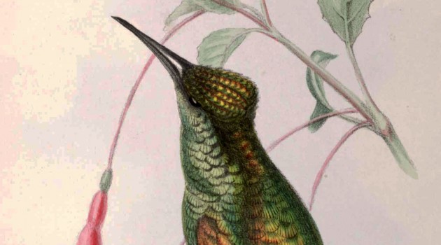 Lithograph of the hummingbird Trochilus maria from the 1849 book "Illustrations of Birds of Jamacia"