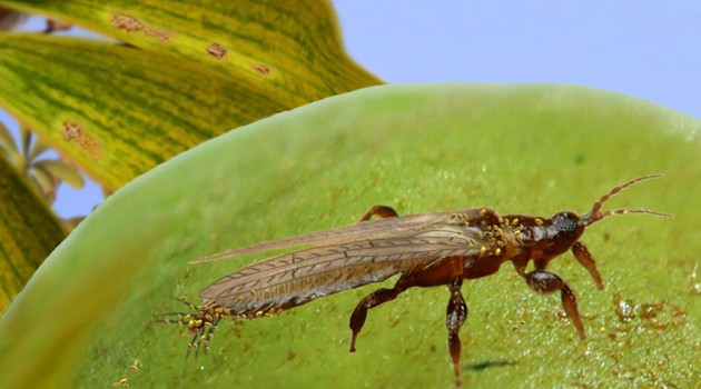 First ever record of insect pollination captured in 100 million-year-old amber