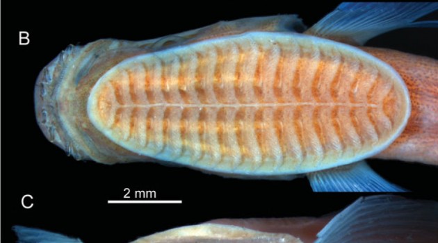 Head of a young remora (Remora osteochir)  26.7 millimeter long as seen fron the (A) side, (B) top and (C) front. (Images courtesy David Johnson)