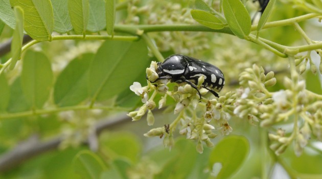 Caught on camera: Despite hard shells pollen sticks to South African beetles