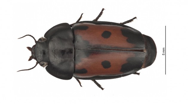 Carabidae in the colony, seven new beetles that bunk with ants: Q&A with Terry Erwin