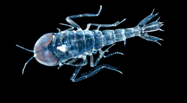 Cystosoma pellucida, a hyperiid amphipod (crustacean related to sand hoppers) is most similar to a cellophane bag with big eyes.  They are completely transparent and their entire head is taken up by their gigantic upward looking eyes. (Photo by Karen Osborn)