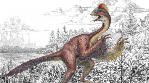 An illustration of Anzu wyliei shows several striking anatomical features of the large, feathered dinosaur, including its long tail, feathered arms, toothless beak and a tall crest on the top of its skull. The new species was identified by a team of Smithsonian scientists in collaboration with the Carnegie Museum of Natural History and University of Utah from three partial skeletons collected from the Hell Creek Formation, providing detailed evidence of North American oviraptorosaurs for the first time. (Illustration by Mark Klingler, Carnegie Museum of Natural History)