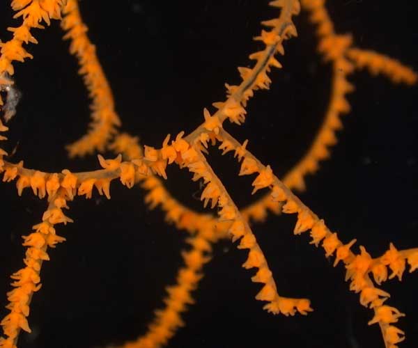 Polyps of the deep-water coral Leiopathes sp. (black coral) from offshore Georgia. (Photo courtesy Marine Resources Research Institute)