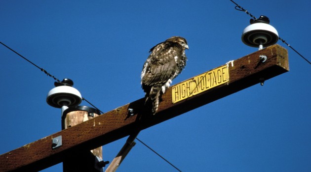 A rough-legged hawk uses a power line pole to survey the landscape for food at the Bosque del Apache National Wildlife Refuge in New Mexico. (By , John and Karen Hollingsworth, USFWS)