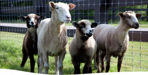 California Variegated Mutant / Romeldale Sheep
