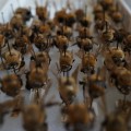 bees