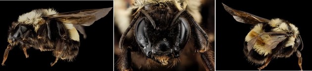 The rusty-patched bumble bee ("Bombus affinis") found by a Smithsonian Conservation Biology Institute research team. (Photos: Sam Droege)