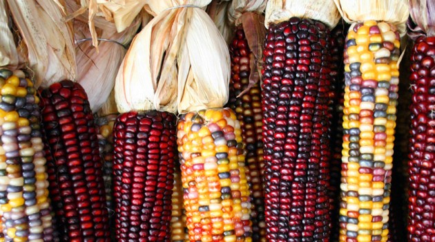 Corn entered Southwest U.S. first along highland route, DNA shows