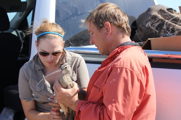 Smithsonian Migratory Connectivity Project researchers Autumn-Lynn Harrison, left, and Peter Marra inspect a long-billed curlew's leg band.