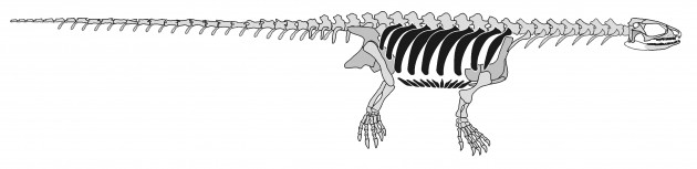 This reconstructed skeleton of Pappochelys features its ribs (in black) and openings in its skull, confirming that turtles did not evolve from early stem-reptiles, as traditionally thought, but are most closely related to lizards among present-day reptiles. In June 2015, an international team of researchers from the United States and Germany discovered this new extinct species of reptile and identified a key missing link in the evolutionary history of turtles. (Image credir: Rainer Schoch, Stuttgart Natural History Museum and Hans Sues, Smithsonian’s National Museum of Natural History)