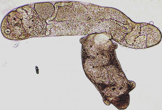 A trematode worm bites and sucks out the insides of an enemy species, with the eyespots of the victim's offspring still visible inside the attacker's gut. At least 20 species of trematode compete to parasitize and castrate marine horn snails (Cerithideopsis species), and such predatory interactions are more frequent in the temperate zone than the tropics. (Photo by Ryan Hechinger)