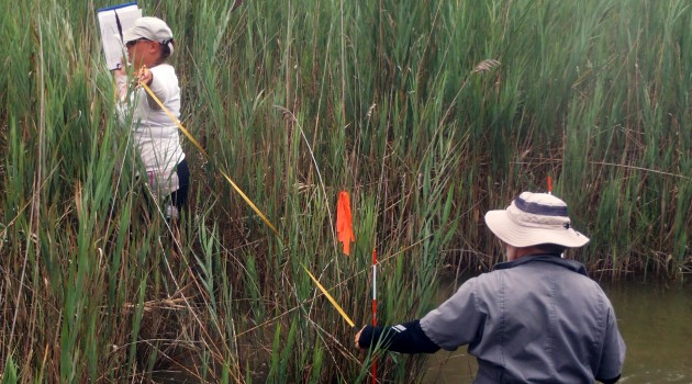 SERC ecologists wade through patches of phragmites as they examine how the invasive plant might transform tidal marshes in the Chesapeake Bay. (SERC photo)