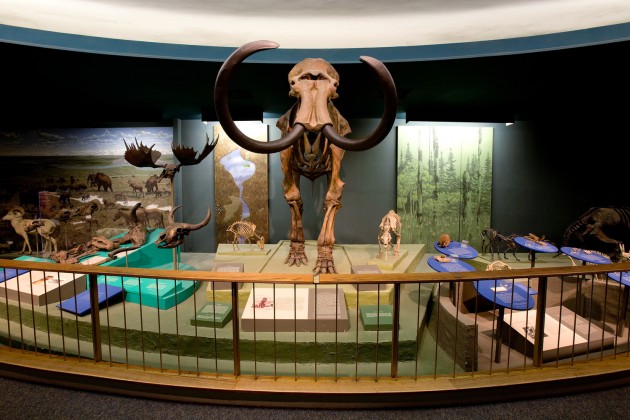 The wooly mammoth ("Mammuthus primigenius") was one of the largest North American mammals during the Pleistocene. (Smithsonian Institution photo)