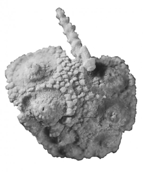 "Eotiaris guadalupensis" fossil discovered by Jeffrey Thompson in the Smithsonian collections. (Image courtesy of David Bottjer)