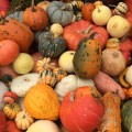 squash gourds