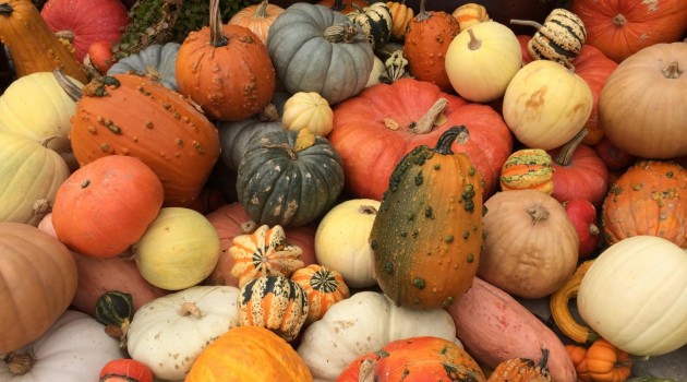 A variety of domestic squash gourds. (Photo by George Perry, Penn State)