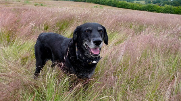 black dog