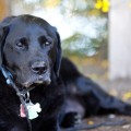 buddy