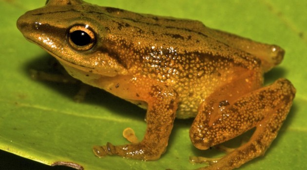 "Pristimantis dorado." Despite having no vocal sac and vocal slits, male "Prismantis dorado" individuals "sing". (Santiago Castroviejo-Fisher photo)