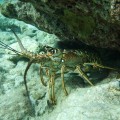 spiny lobster