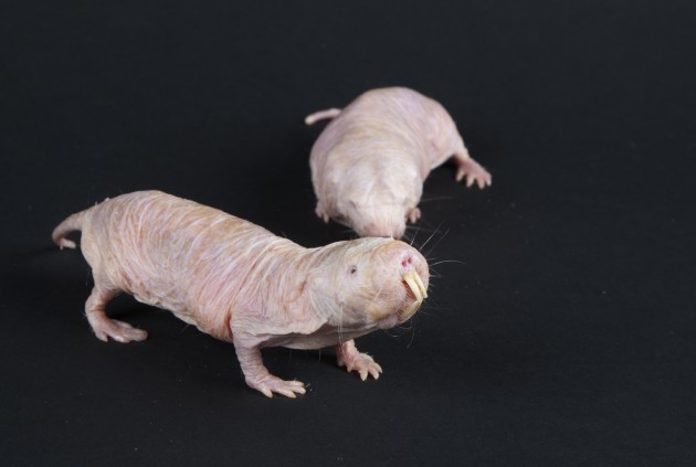 naked mole rats