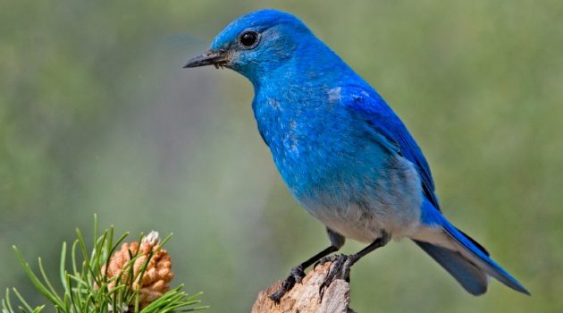 Mountain Bluebird, Cabin Lake Viewing Blinds, Deschutes National Forest, Near Fort Rock, Oregon (Photo by Elaine R. Wilson)
