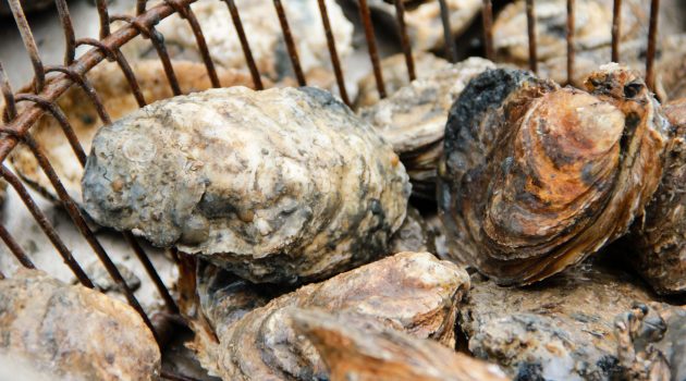Chesapeake oysters in a bushel basket (Photo courtesy Chesapeake Bay Program)