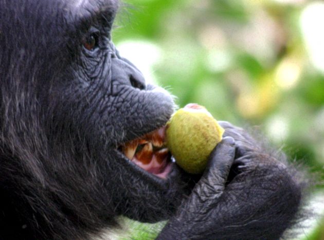 Chimpanzee bites a fig.
