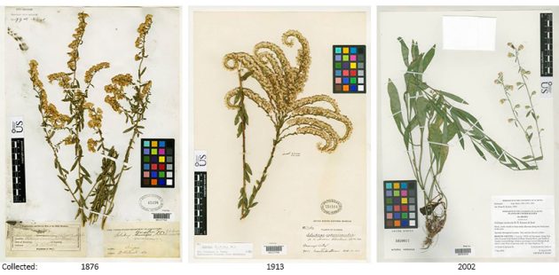 goldenrod specimens