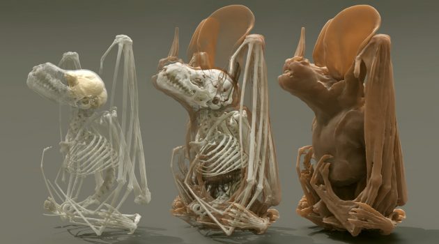Using a 3D digital scan of bat specimens from Smithsonian collections, Müller is better able to understand how the animals’ physiology influences their biological capabilities.