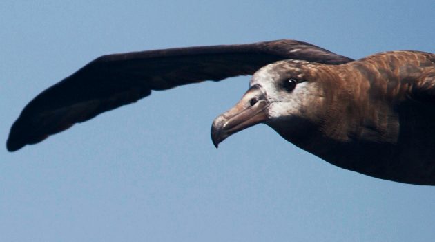 Black-footed Albatross (Flickr photo by budgora)