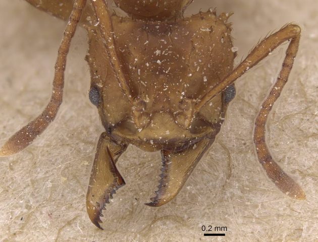 ant head close up