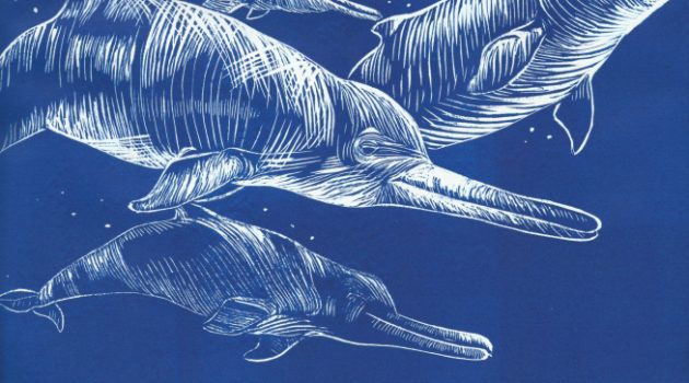 New Species of Extinct River Dolphin Discovered in Smithsonian Collection