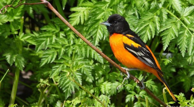 Why Birds Really Matter: Keith Gagnon