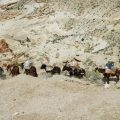 mule train mail