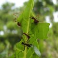 leafcutter ant