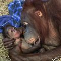 orangutan