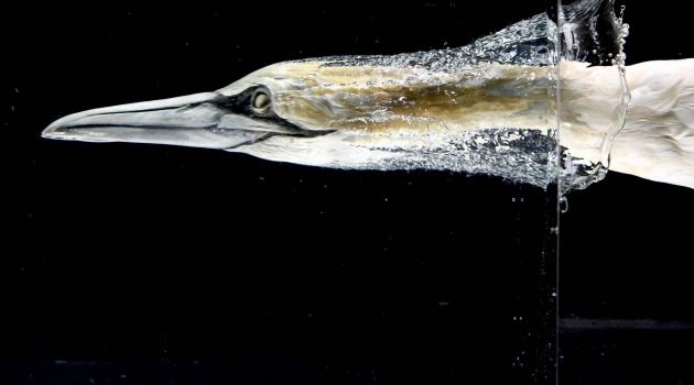 Study shows how birds dive safely at high speeds