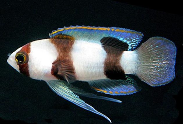 bass