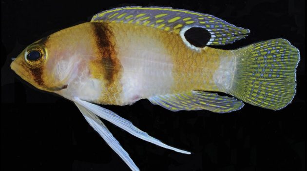 Close-up of a yellow-banded basslet ("Lipogramma haberi") showing its bands. (Photo by D. R. Robertson and C. C. Baldwin)