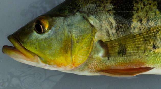 Peacock bass invasion Had devastating, long-term impact on Panama's Fish